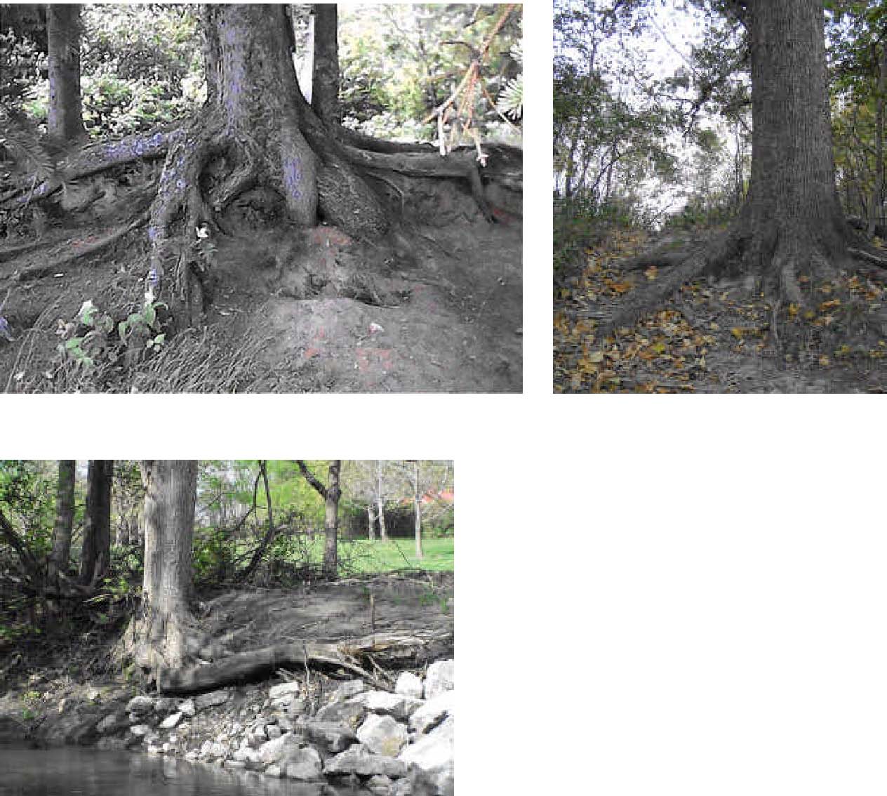 1264x1134 To Draw Trees With Pencil