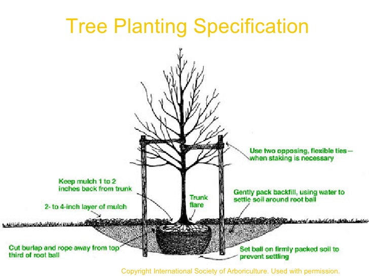 Tree Planting Drawing at GetDrawings | Free download