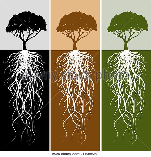 521x540 Root Tree Drawing Outdoors Stock Vector Images