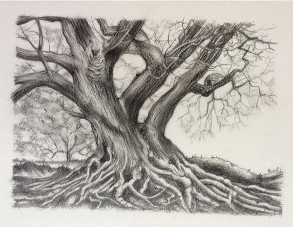 600x465 Annie's Fine Art On Twitter Finished Drawing The Oak Tree