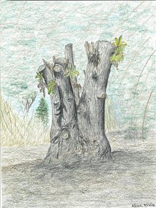 225x300 Tree Stump Drawings