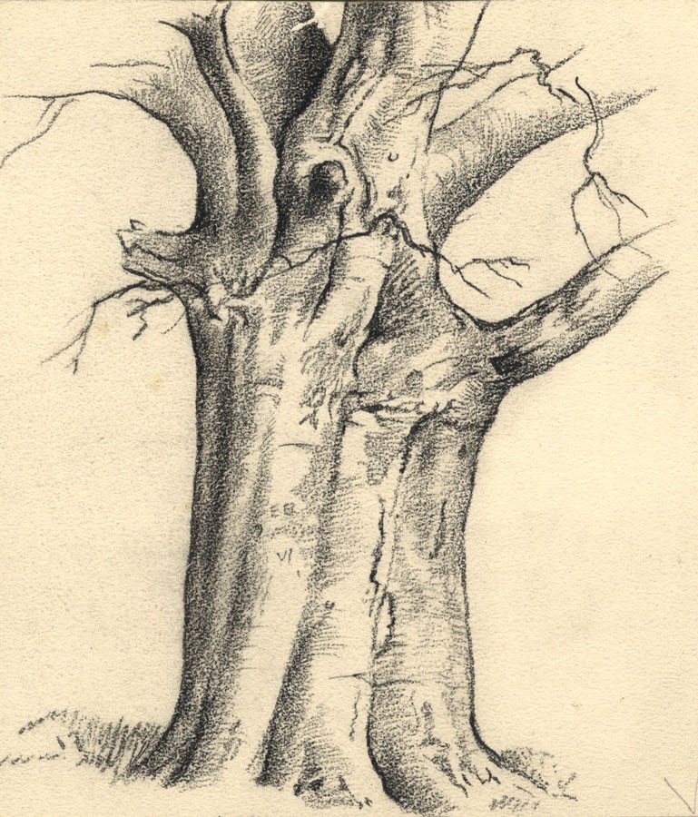 Tree Trunk Drawing at GetDrawings | Free download