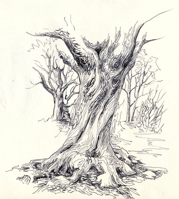 584x647 Hollow Tree Trunk Sketch