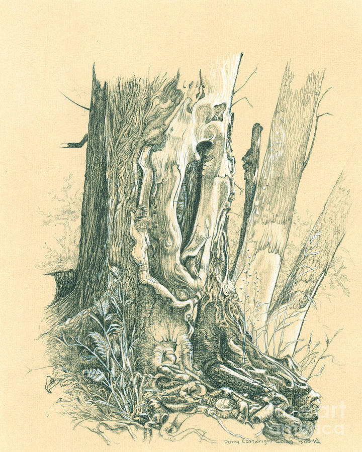 720x900 Trunk Penny Cash.jpg Drawing Trees