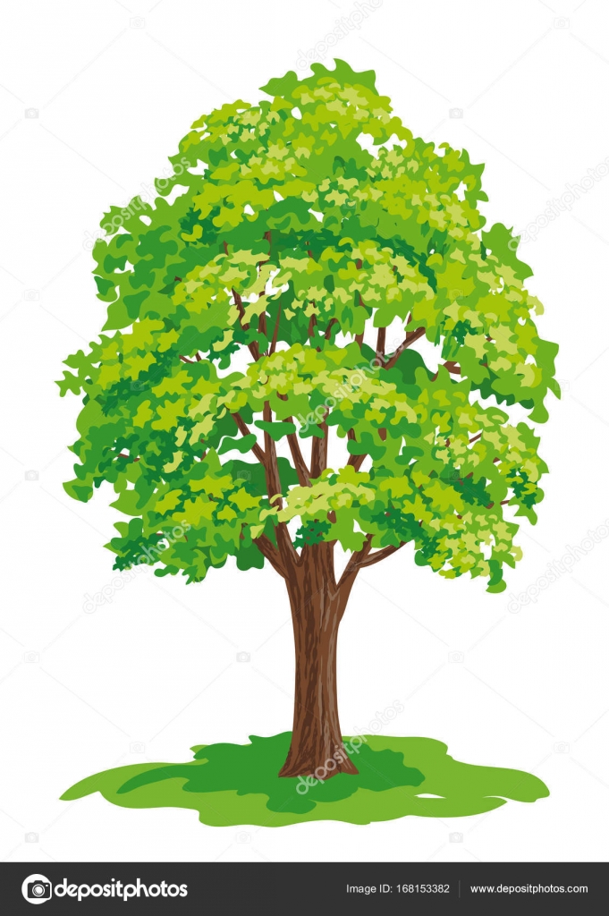 681x1024 Vector Drawing Of Maple Tree Stock Vector Rosinka
