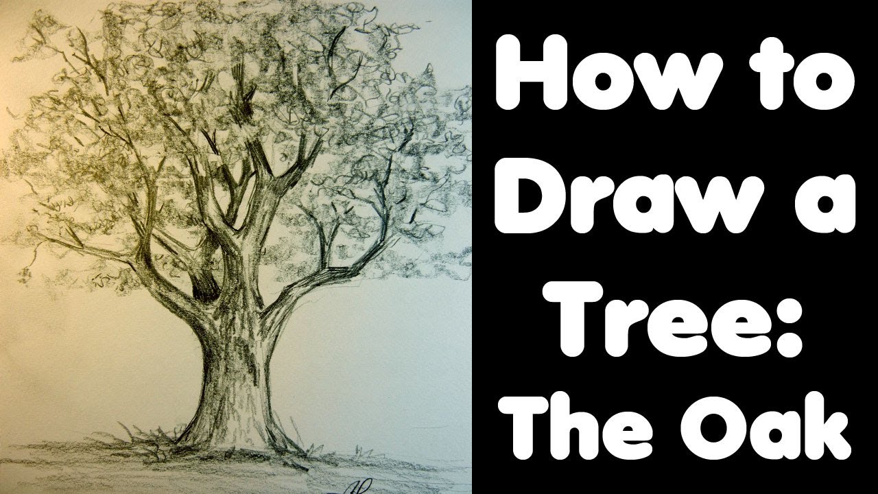 1280x720 How To Draw A Tree The Oak