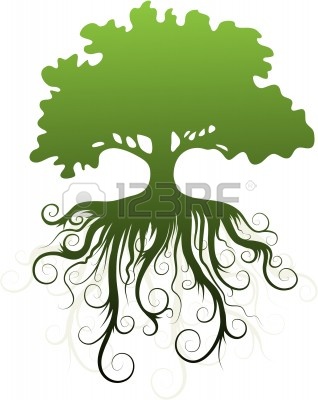 318x400 Bridlerede Tree Drawing With Roots