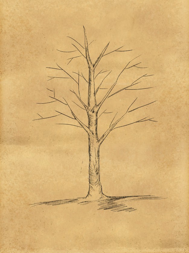 Tree Without Leaves Drawing at GetDrawings | Free download