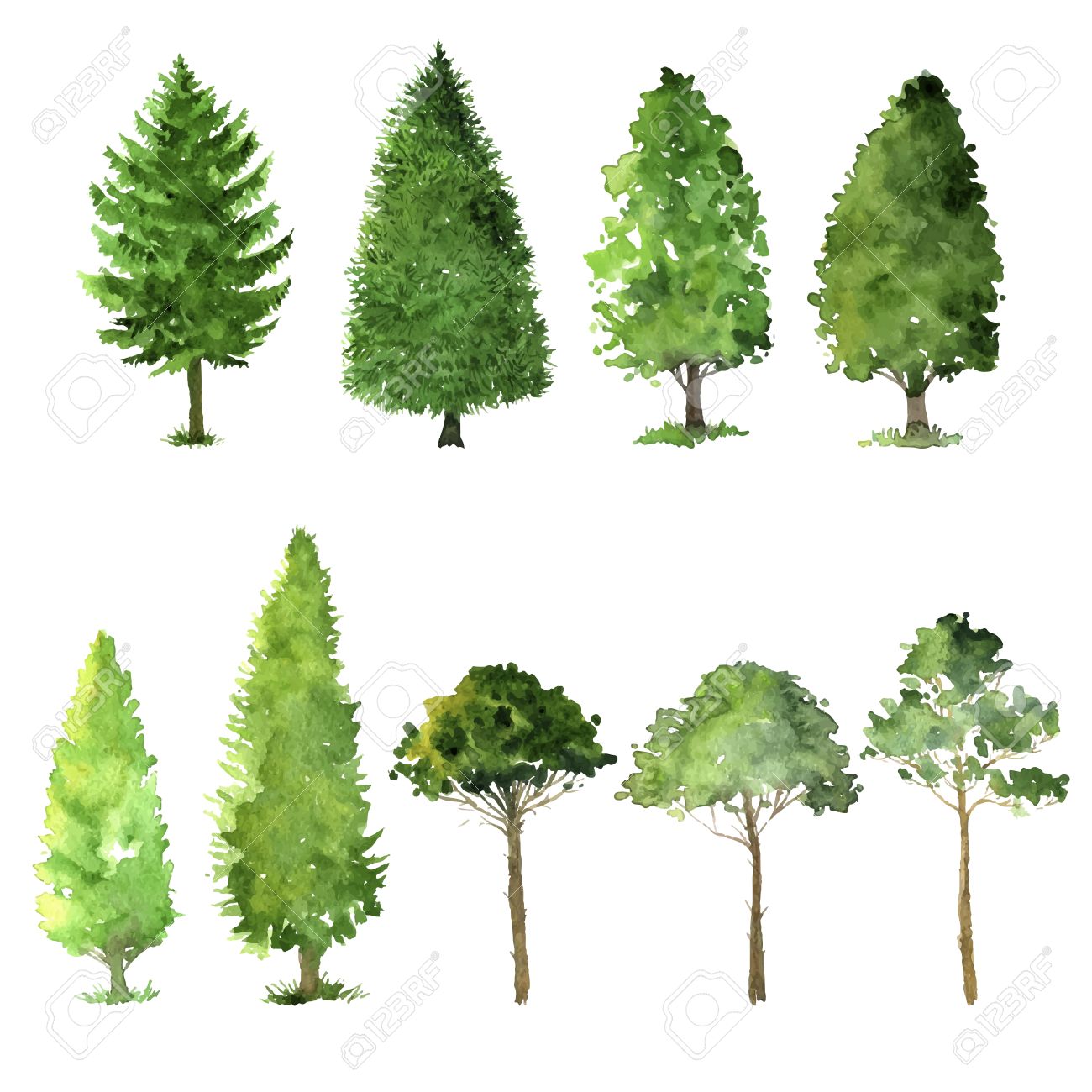 1300x1300 Set Of Trees Drawing By Watercolor, Conifers And Deciduous, Green