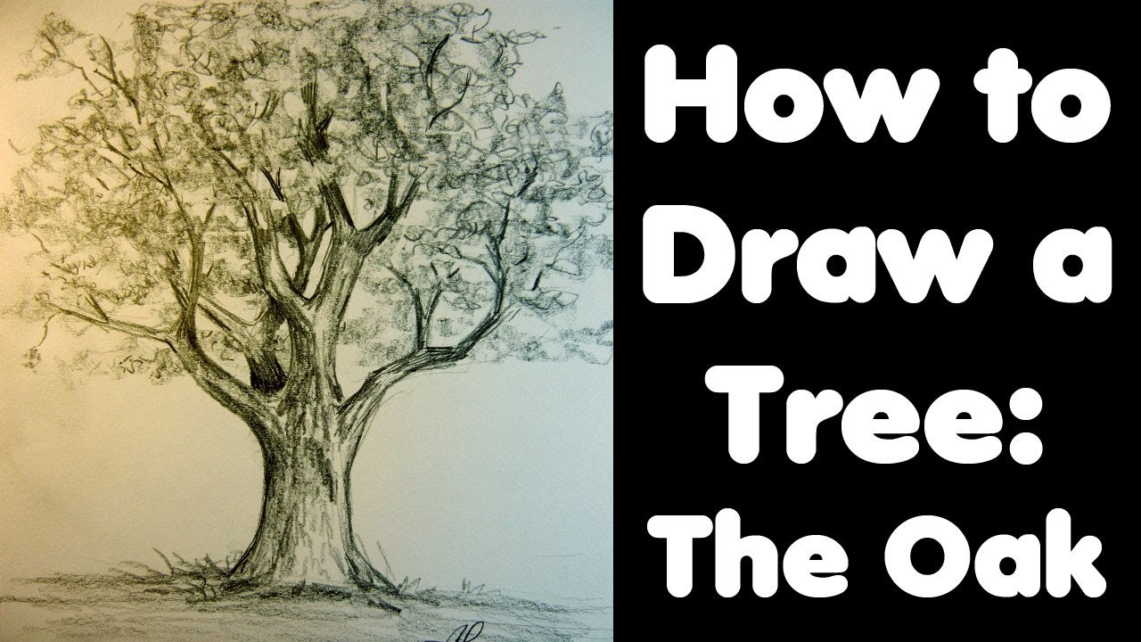 Trees Drawing Without Leaves at GetDrawings | Free download