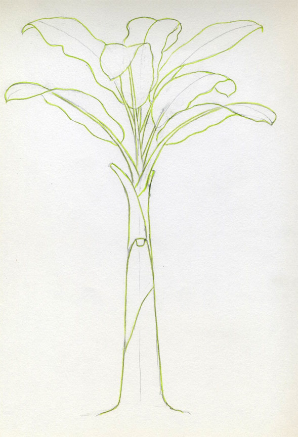589x865 How To Draw Banana Tree