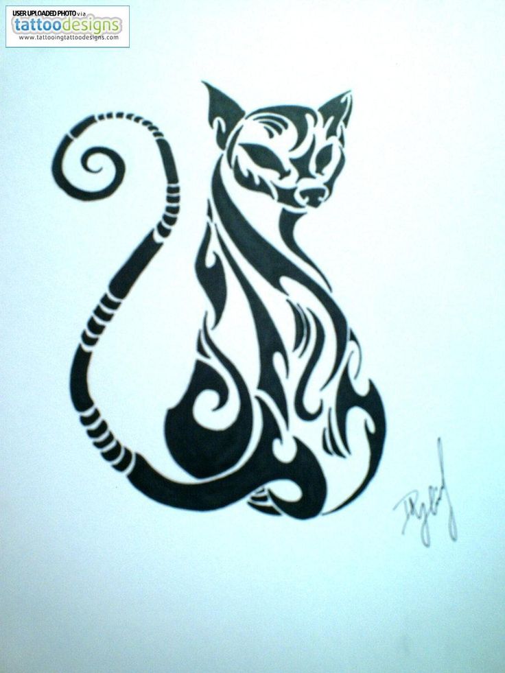 736x981 19 Best Nasty Kitty! Images On Cats, Kitten And Cat