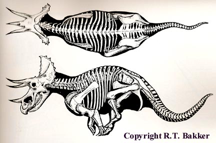 432x286 A History Of Skeletal Drawings Part 3