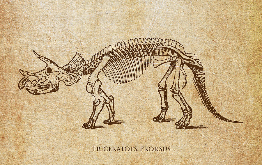 900x567 Dinosaur Triceratops Prorsus Digital Art By Aged Pixel