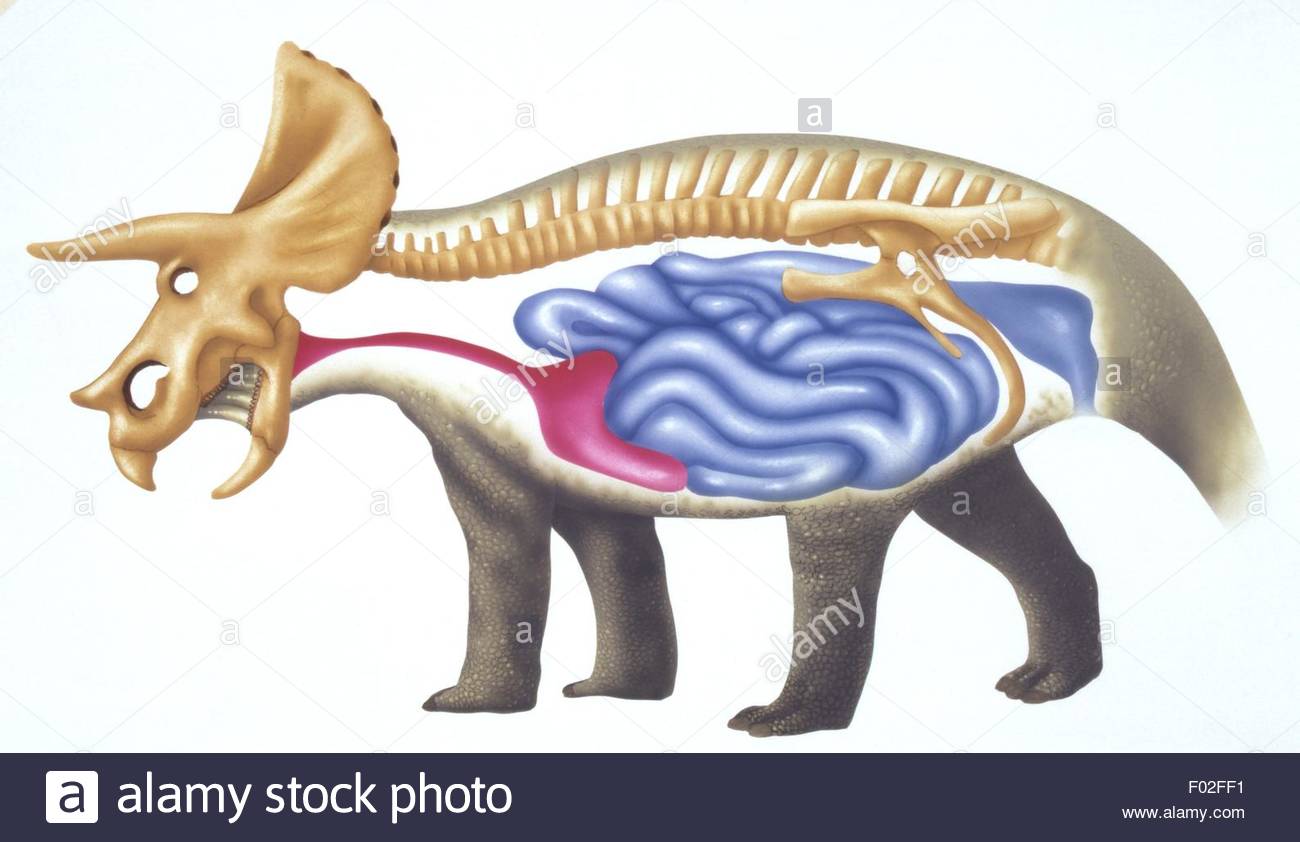 1300x842 Palaeozoology