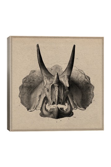 359x539 Triceratops Skull Anatomy Canvas Print By Icanvasart