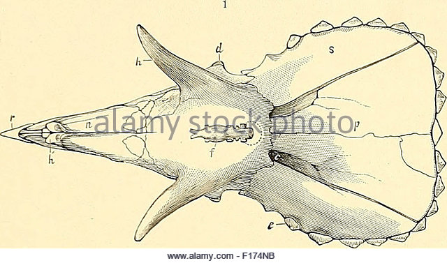 640x377 Triceratops Skull Stock Photos Amp Triceratops Skull Stock Images