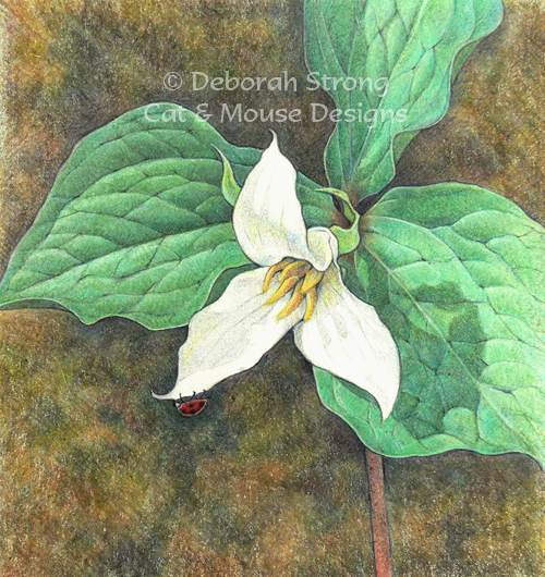 500x530 Trillium Drawing.jpg