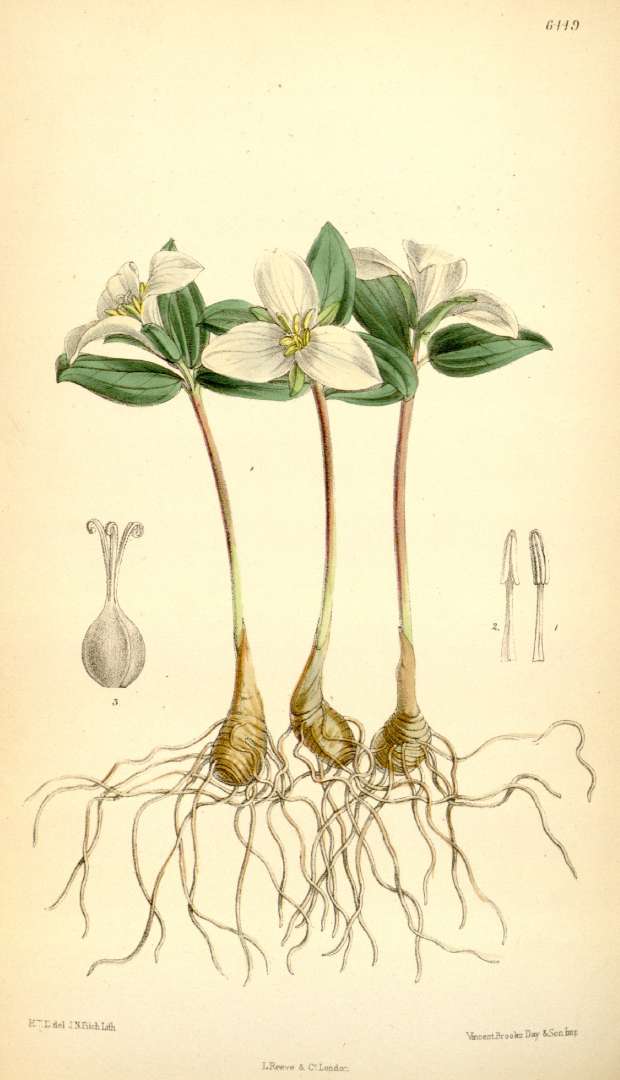 620x1080 Trilliums. According To My Brother They'Re Three Leaf Yummies