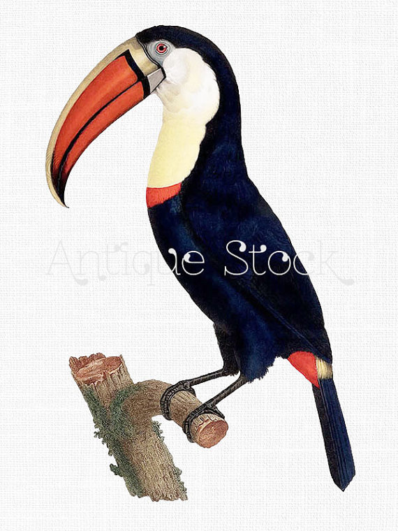 570x760 Bird Clipart