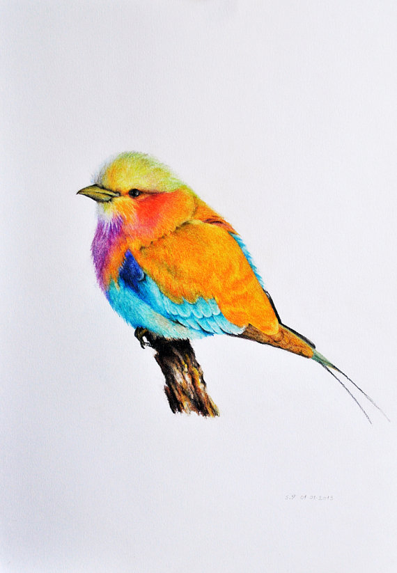570x823 Exotic Bird 2 Original Colored Pencil Drawing By Prismaticart