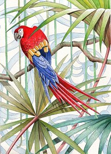 216x300 Tropical Bird Drawings Fine Art America