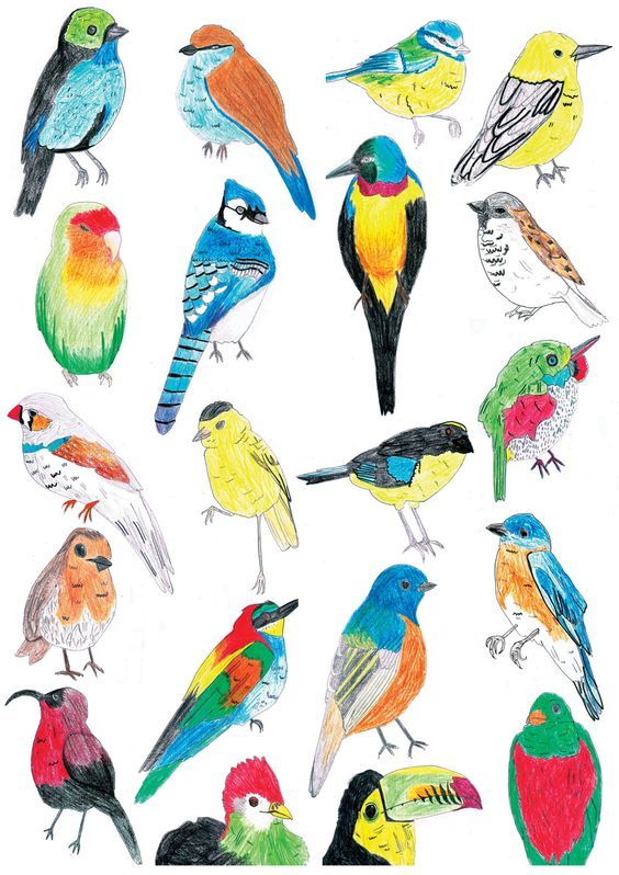 564x798 Tropical Bird Illustration Bird