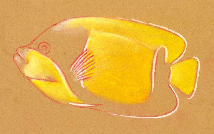 700x440 How To Draw A Tropical Fish