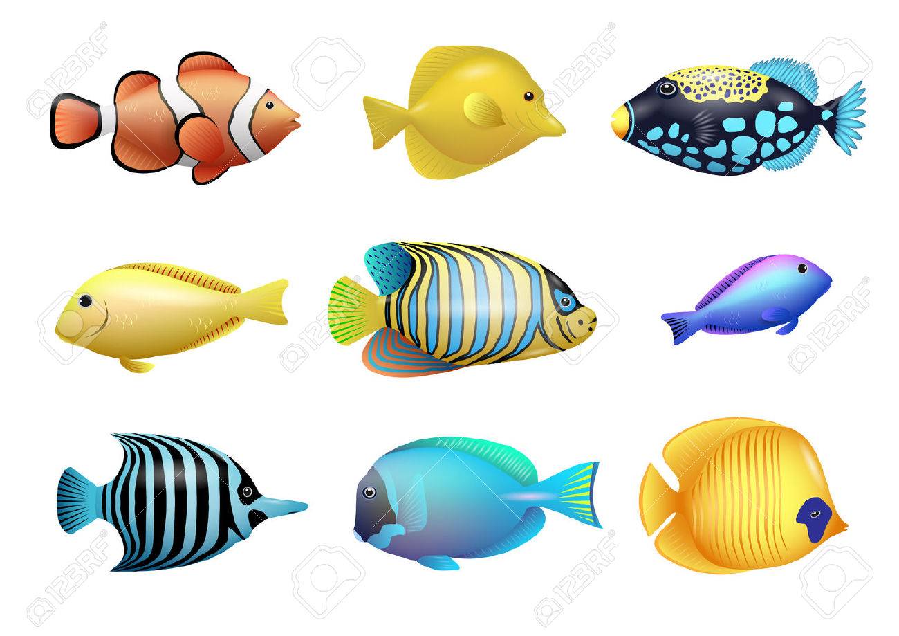 1300x919 Set Of Drawings Of Bright Exotic Tropical Fish From Coral Reefs