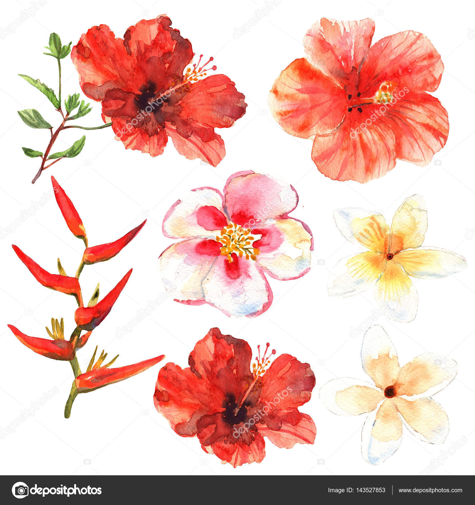 1600x1700 Floral Set. Collection With Tropical Flowers, Drawing Watercolor