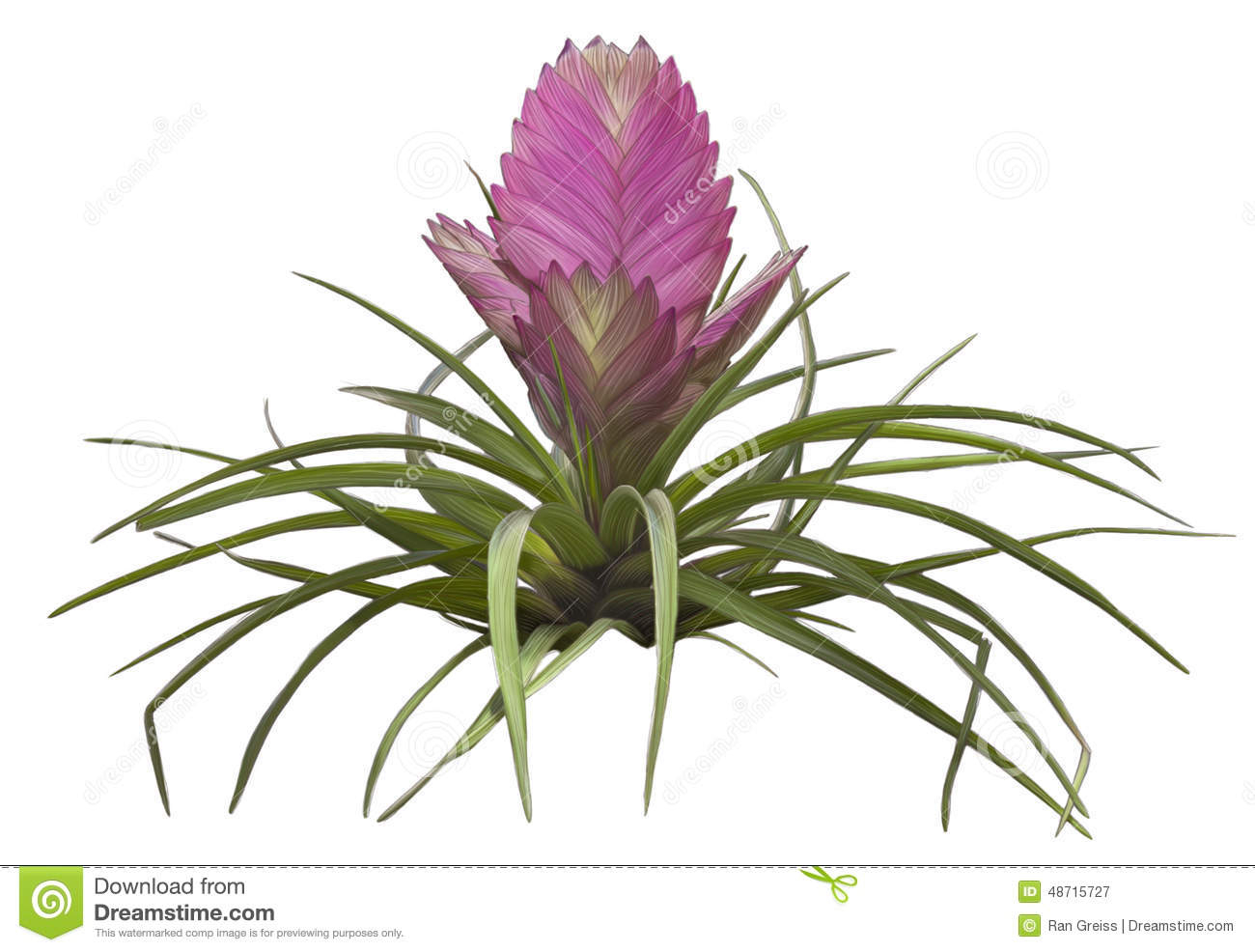 1300x986 Exotic Flower Drawings