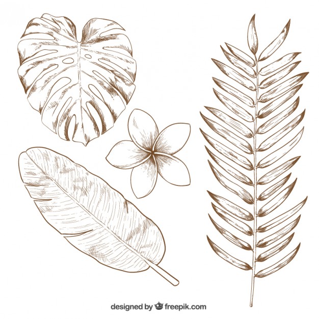 626x626 Hand Drawn Tropical Leaves Vector Free Download