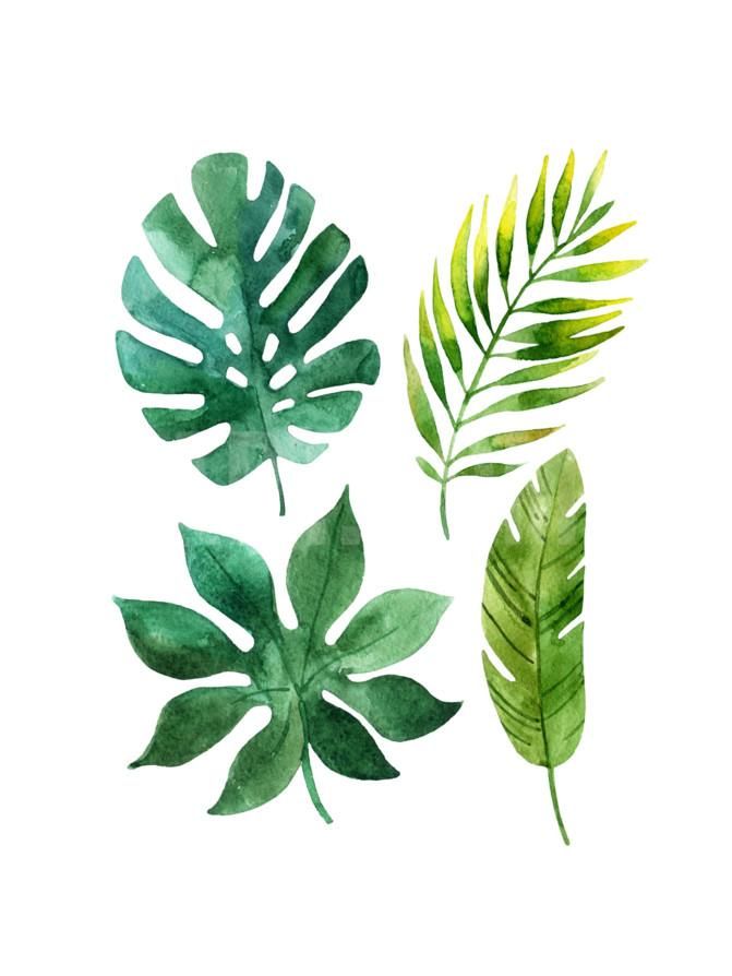 Tropical Leaf Drawing at GetDrawings | Free download