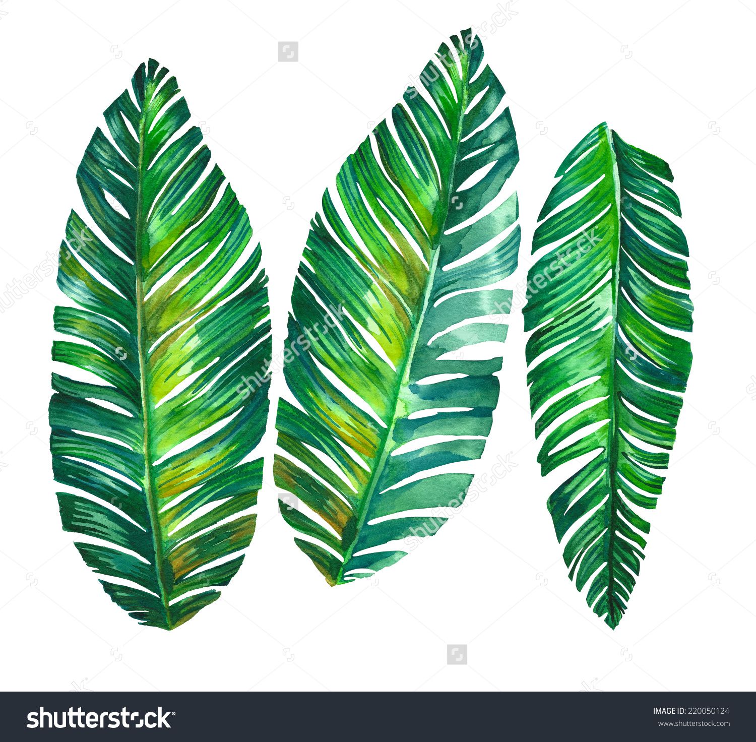 1500x1472 Leaves Stock Photos, Images, Amp Pictures Shutterstock Home