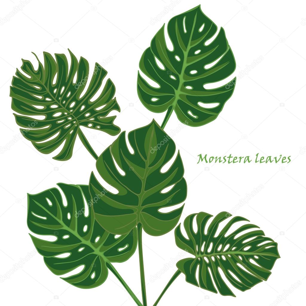 1024x1024 Set Tropical Monstera Leaves. Realistic Drawing In Vintage Style