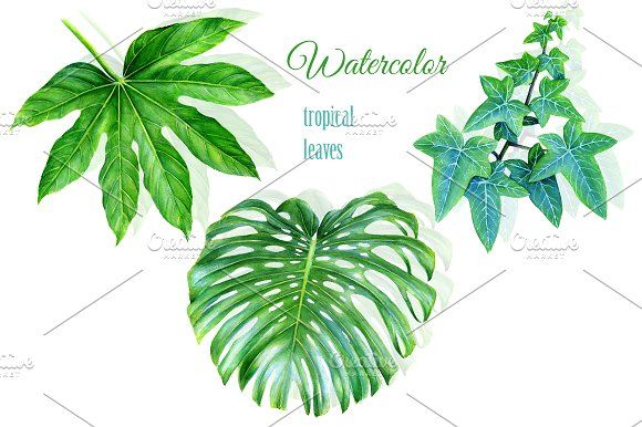 580x386 Watercolor Tropical Leaves Drawing By Ramarama On @creativemarket