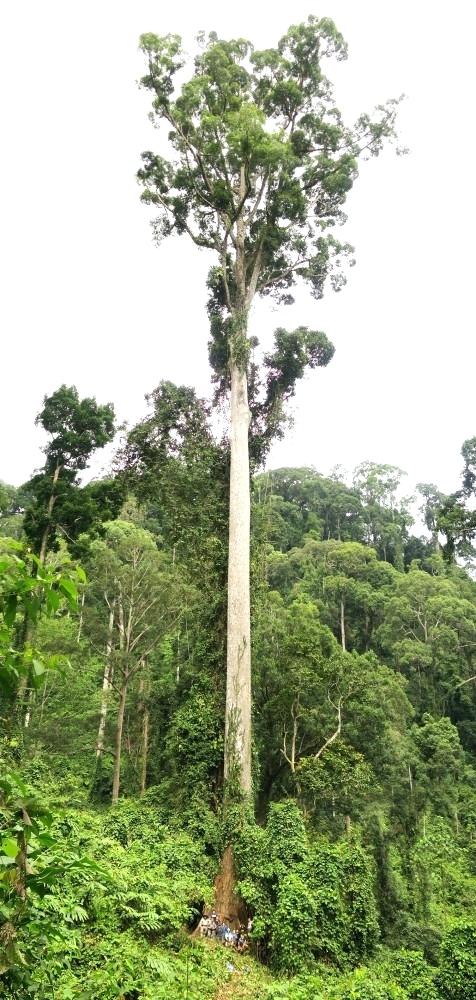 476x1000 Tropical Tree Right High Diversity Tropical Tree Community