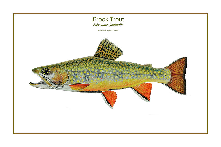 900x599 Brook Trout Drawing By Paul Vecsei