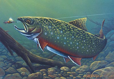 400x277 Brook Trout