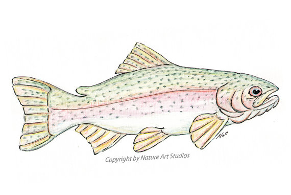 570x381 Items Similar To Rainbow Trout Fish Art Print