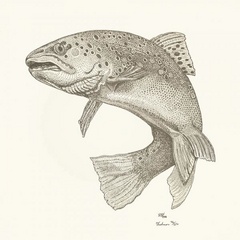 240x240 Prx Piece Trout Fishing A Story By Nason Smith