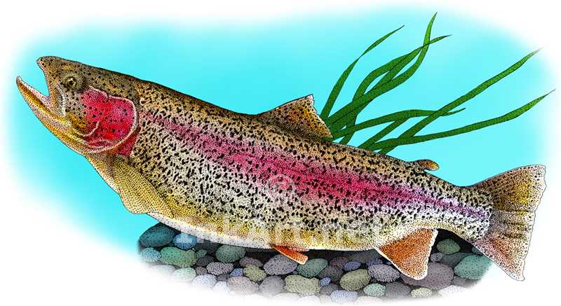800x437 Rainbow Trout Stock Art Illustration