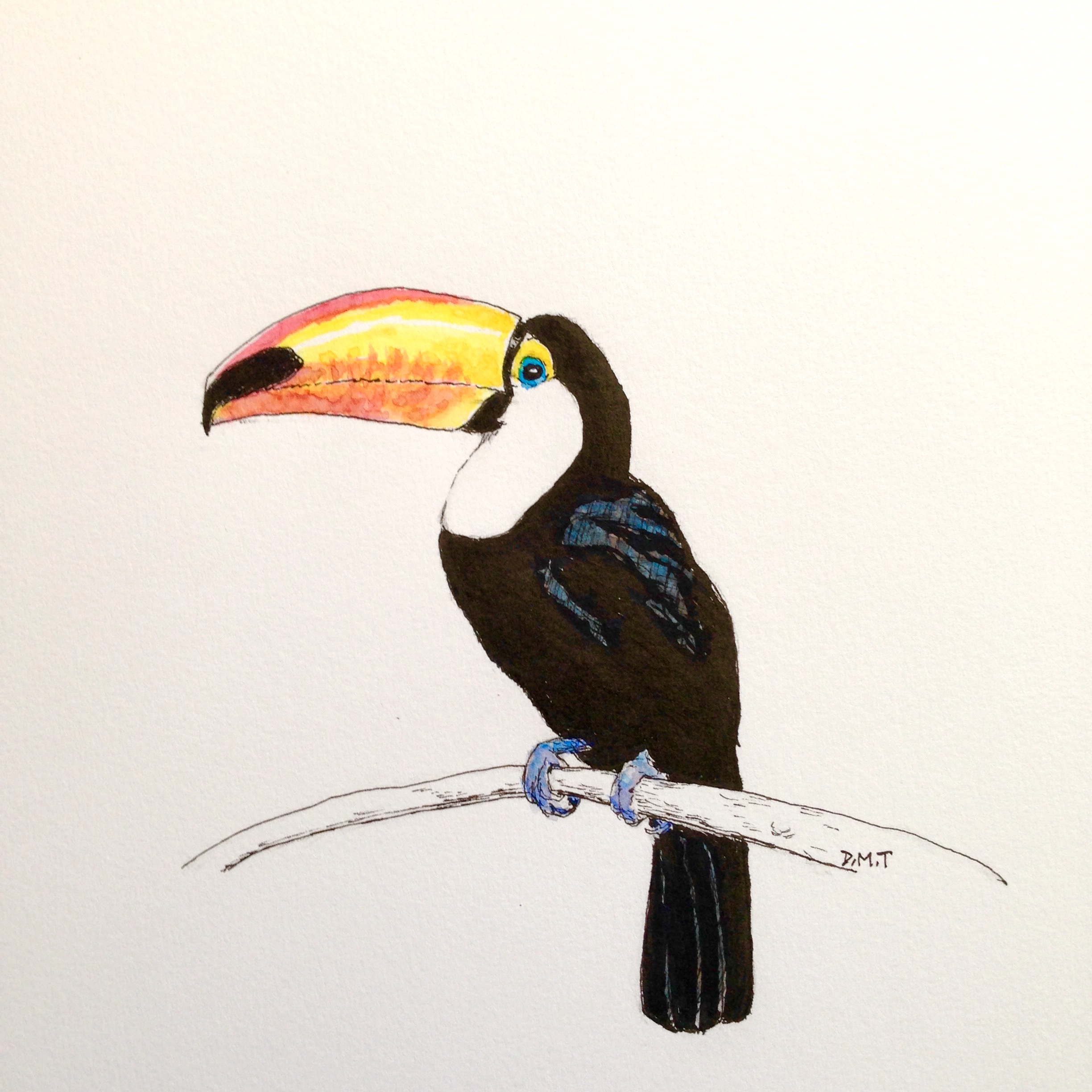 2448x2448 Toucan Dan Tabata