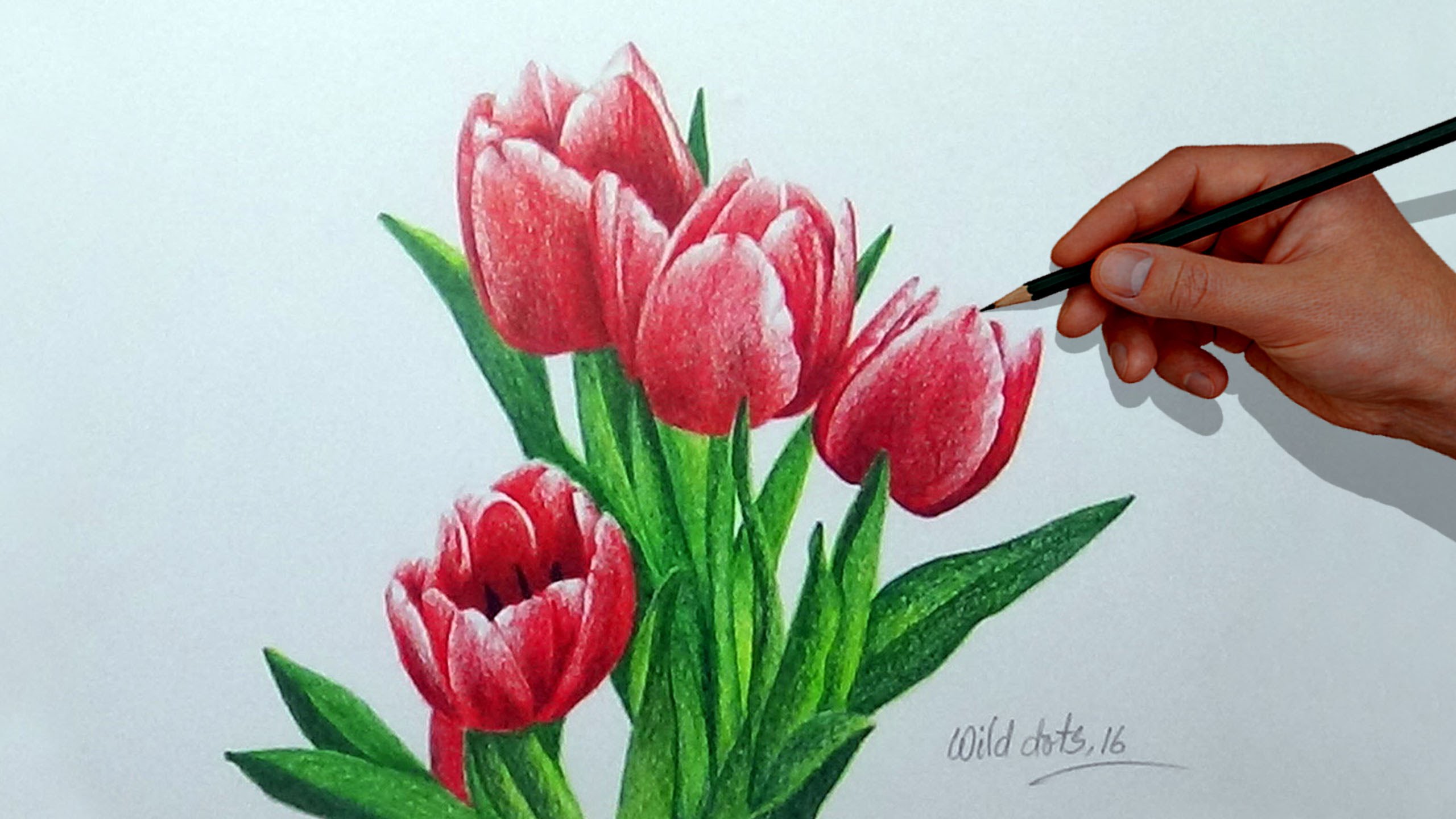 Tulip Drawing at GetDrawings | Free download
