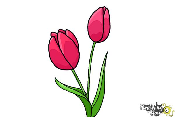 600x400 How To Draw A Tulip