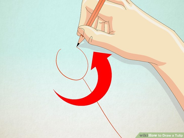 728x546 How To Draw A Tulip 10 Steps (With Pictures)