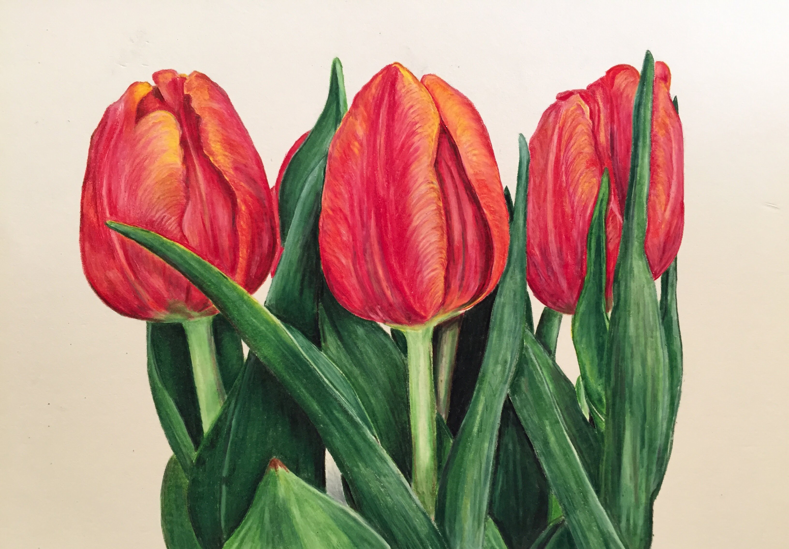 Keep up with the latest background trends which how to draw a tulip ...