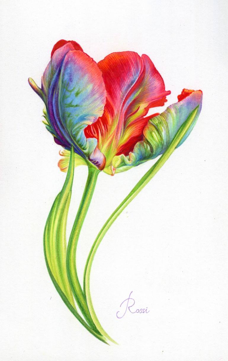 770x1220 Saatchi Art Parrot Tulip Drawing By Rossi Hadzhieva