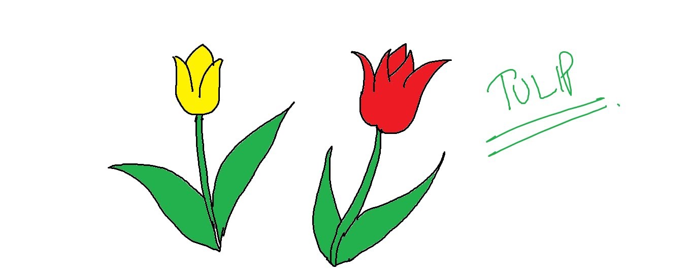 1359x540 Easy Kids Drawing Lessons How To Draw Cartoon Tulip Flower