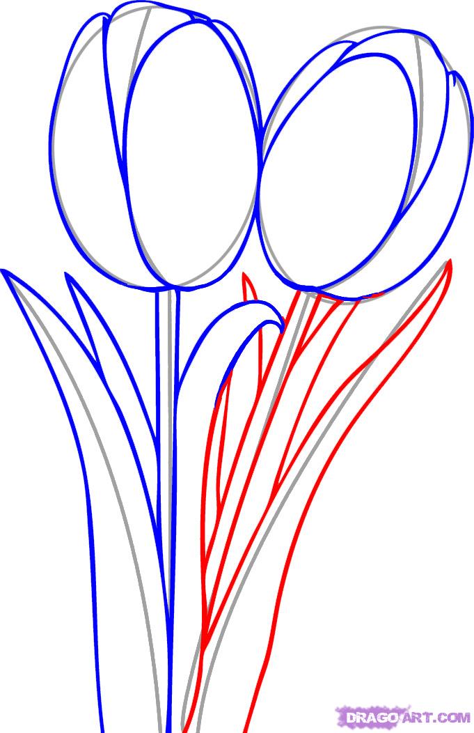 681x1052 How To Draw Tulips, Step By Step, Flowers, Pop Culture, Free